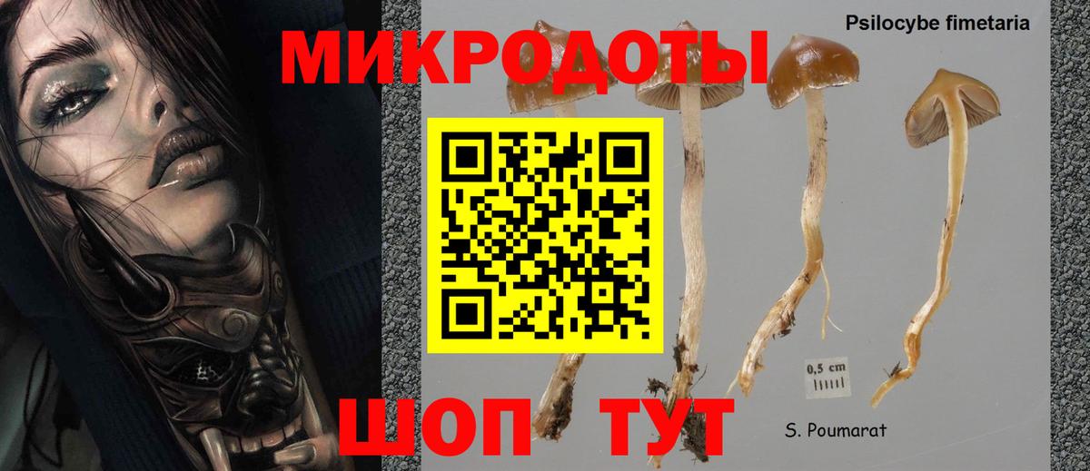 Апатиты  хочу   Вход с VPN  Галлюциногенные грибы Psilocybe 